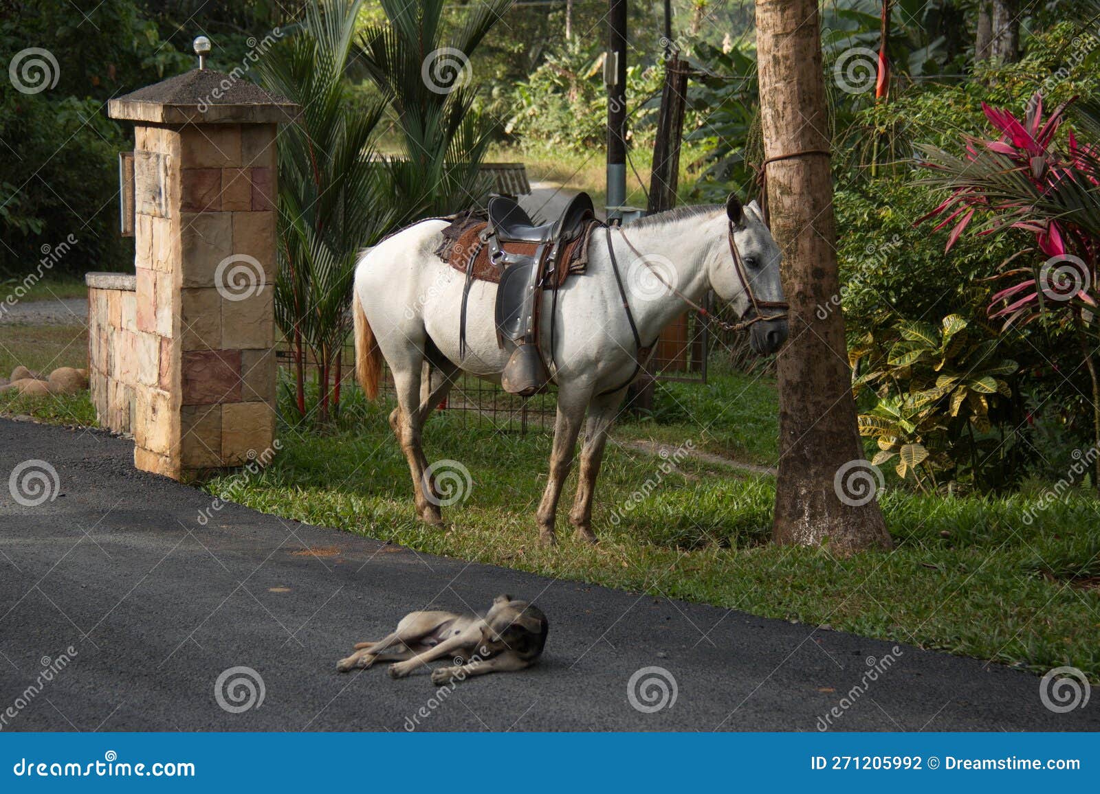 saddled horse and lying dog in pedacito de cielo near boca tapada in costa rica