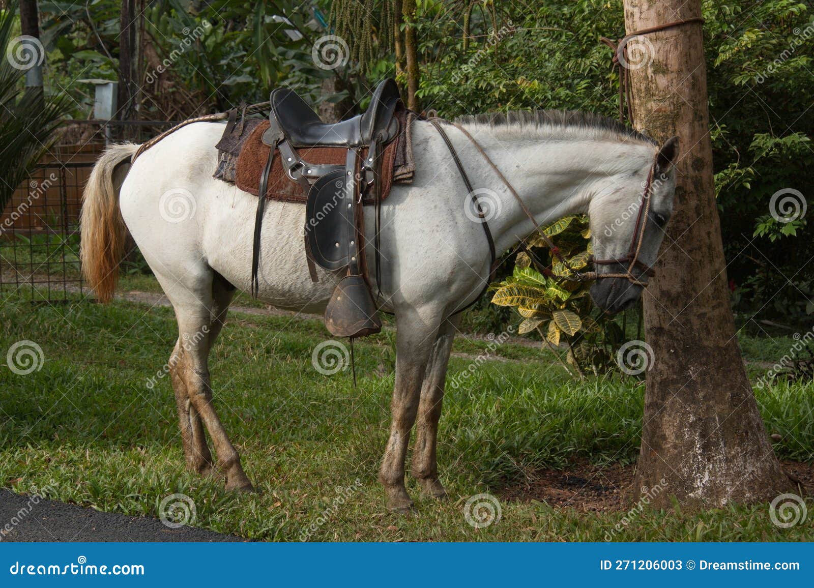 saddled horse in pedacito de cielo near boca tapada in costa rica