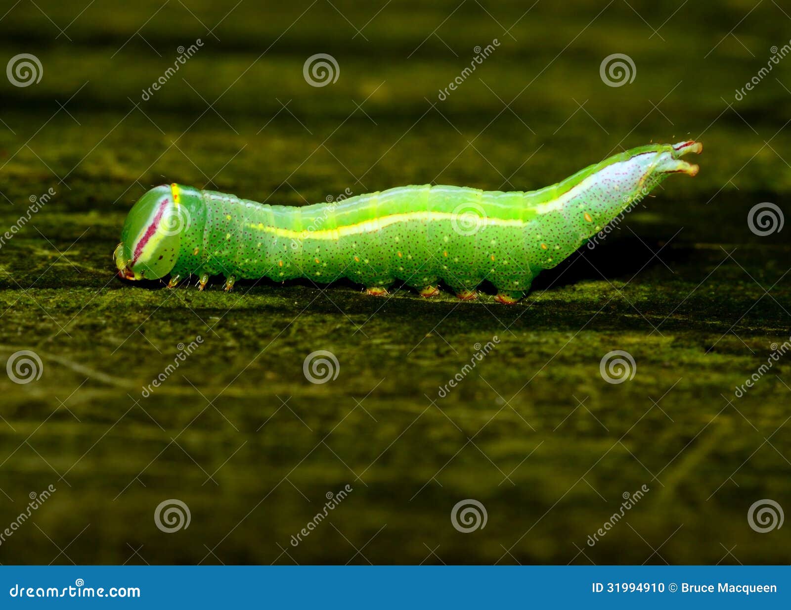saddled prominent caterpillar