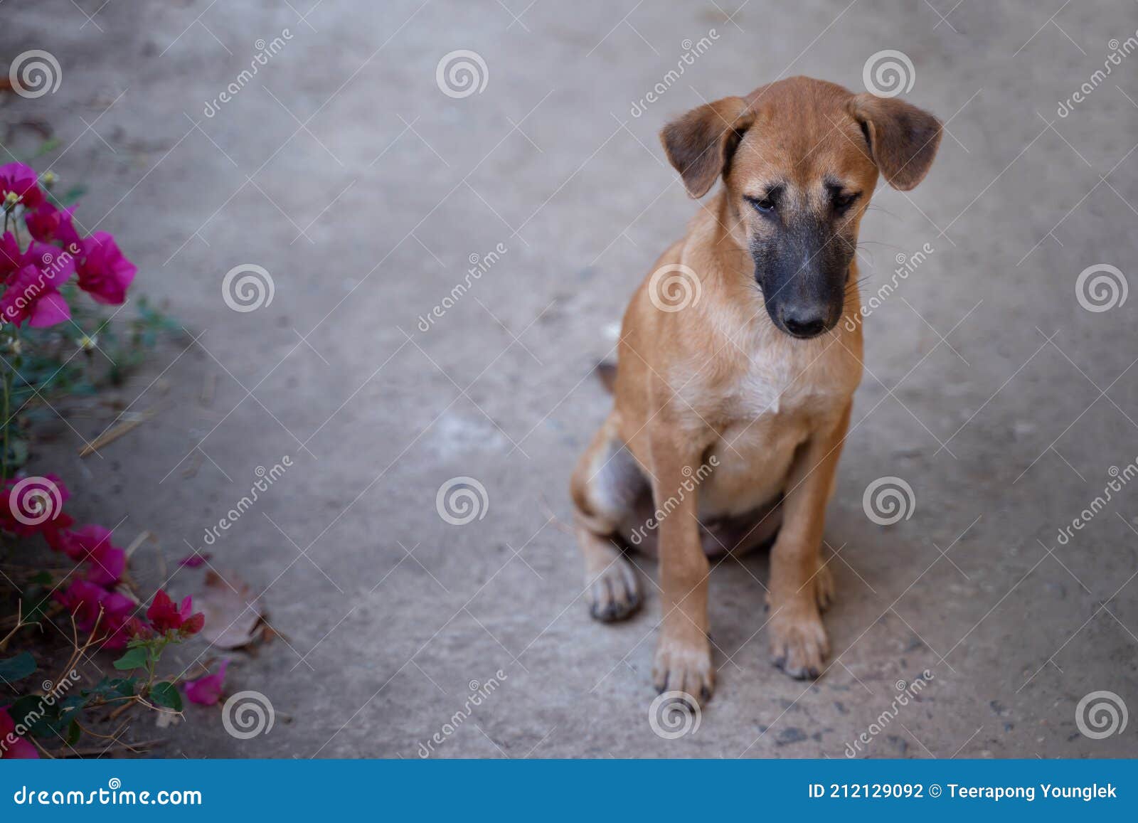 406 Dog Tears Photos Free & RoyaltyFree Stock Photos from Dreamstime
