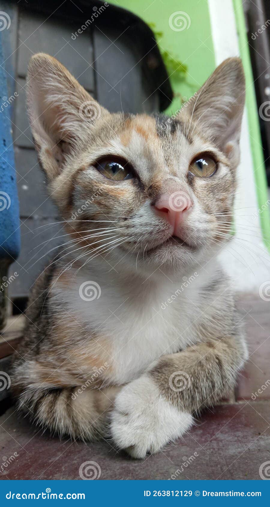 Sadness cat face stock image. Image of cute, waiting 263812129