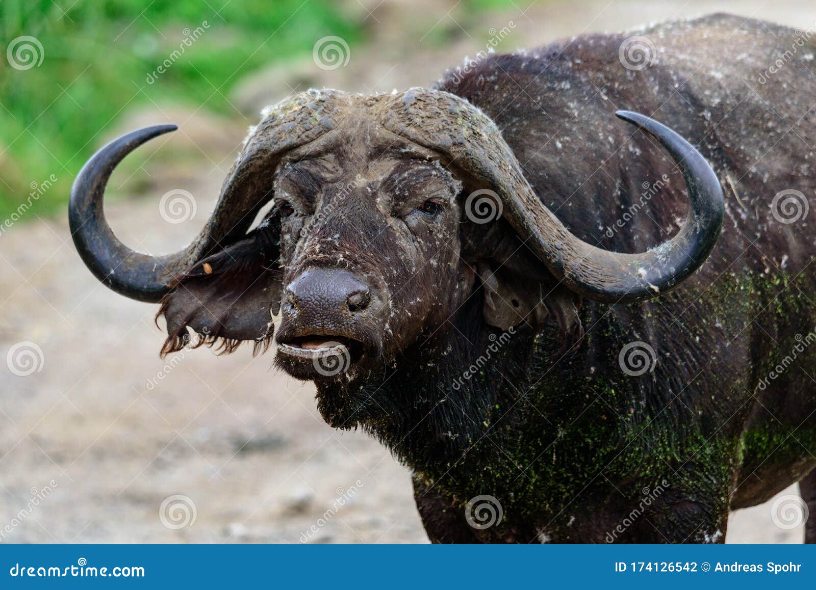 Behandling ankomst Forbavselse Portrait of an African Buffalo or Cape Buffalo Syncerus Caffer Stock Photo  - Image of tanzania, wildlife: 174126542