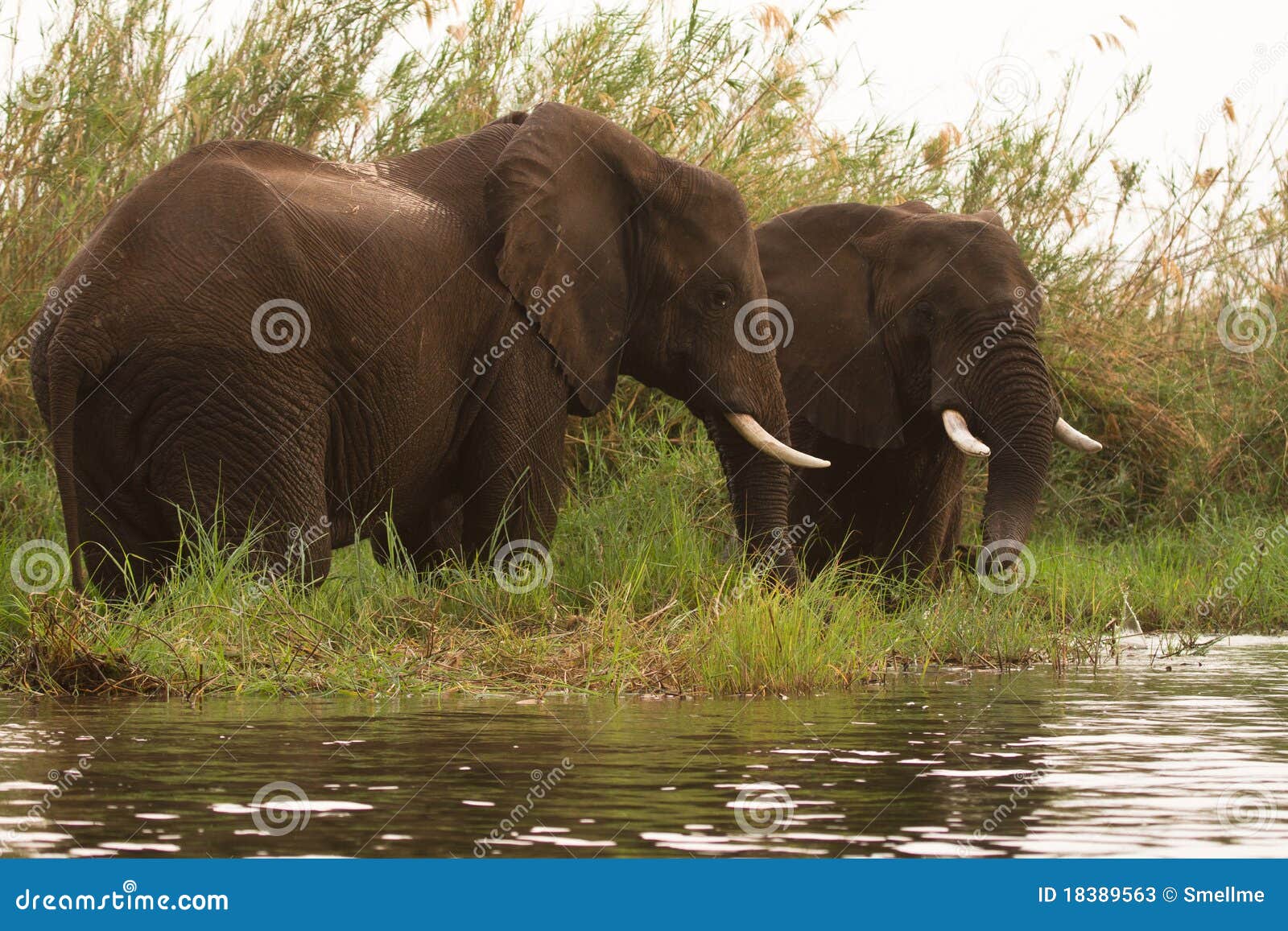safari lower zambezi