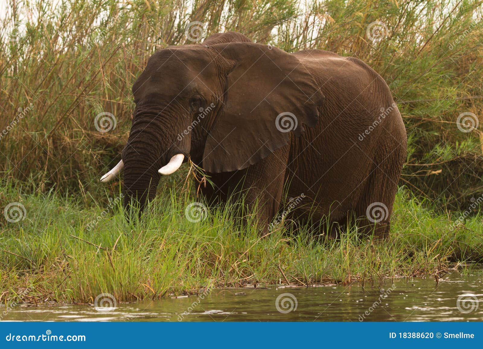 safari mana pools