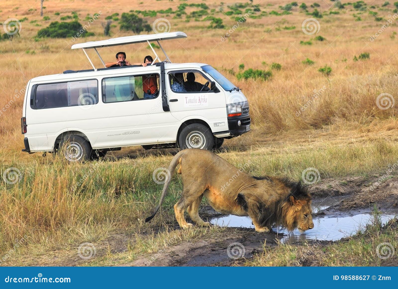 erven Dageraad Nathaniel Ward Safari in Masai Mara, Kenya. Touristic Car and Lion Editorial Photography -  Image of masai, carnivore: 98588627