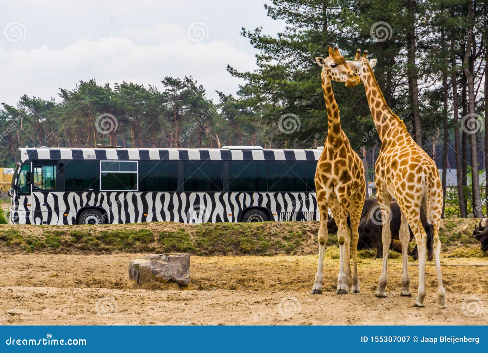 Ook Bungalow ornament Safari Tour Bus Driving through the Animal Zoo Park of Beekse Bergen,  Giraffe Couple on the Side, Hilvarenbeek, 25 May, 2019, the Editorial  Photography - Image of automobile, beekse: 155307007