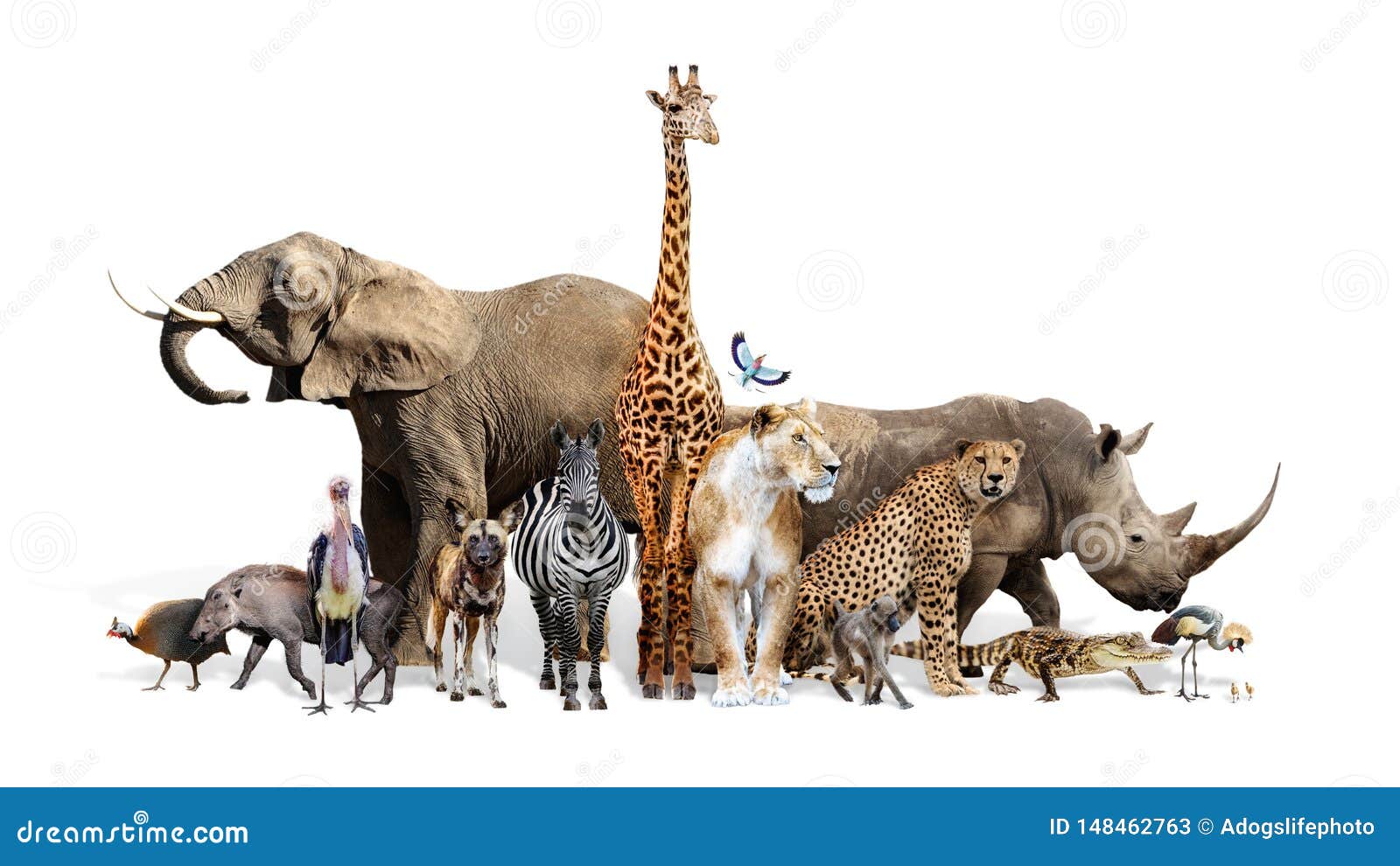 Safari Wildlife Group on White Stock Image - Image of concept, bird: 148462763 Safari Wildlife Group on White Stock Image - Image of concept, bird: 148462763