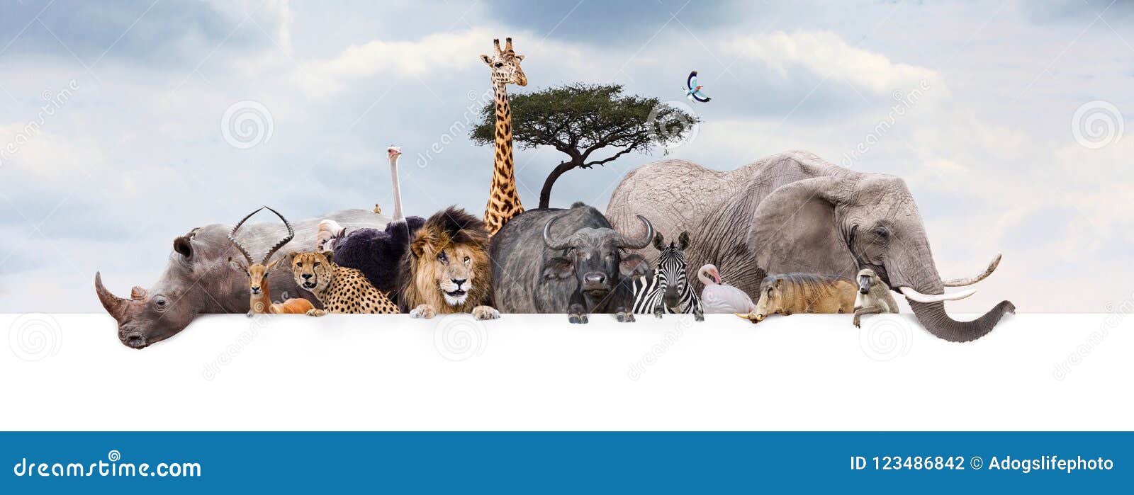 safari zoo animals over web banner