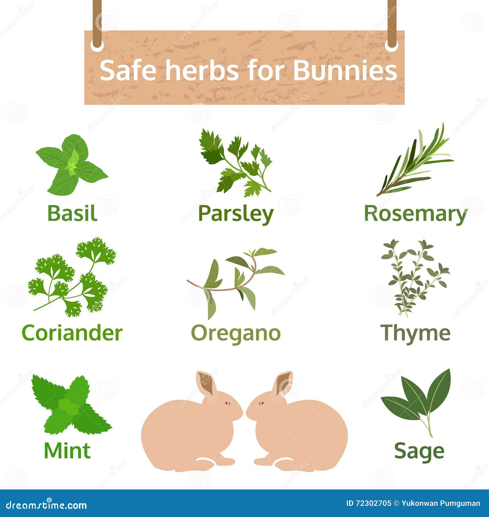 Safe Herbs for Bunnies, Food Vector Illustration, Info Graphic Stock