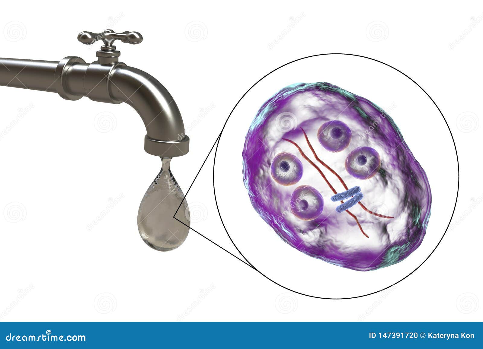 [Cryptosporidium and Giardia as water contaminant pathogens in Hungary]. Giardia cysts in water