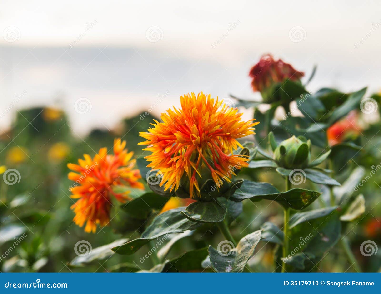 De saffloer is bolvormige bloemhoofden die geel hebben, oranje, of de rode bloemen, het is commercieel gecultiveerd voor plantaardige olie die uit de zaden wordt gehaald.