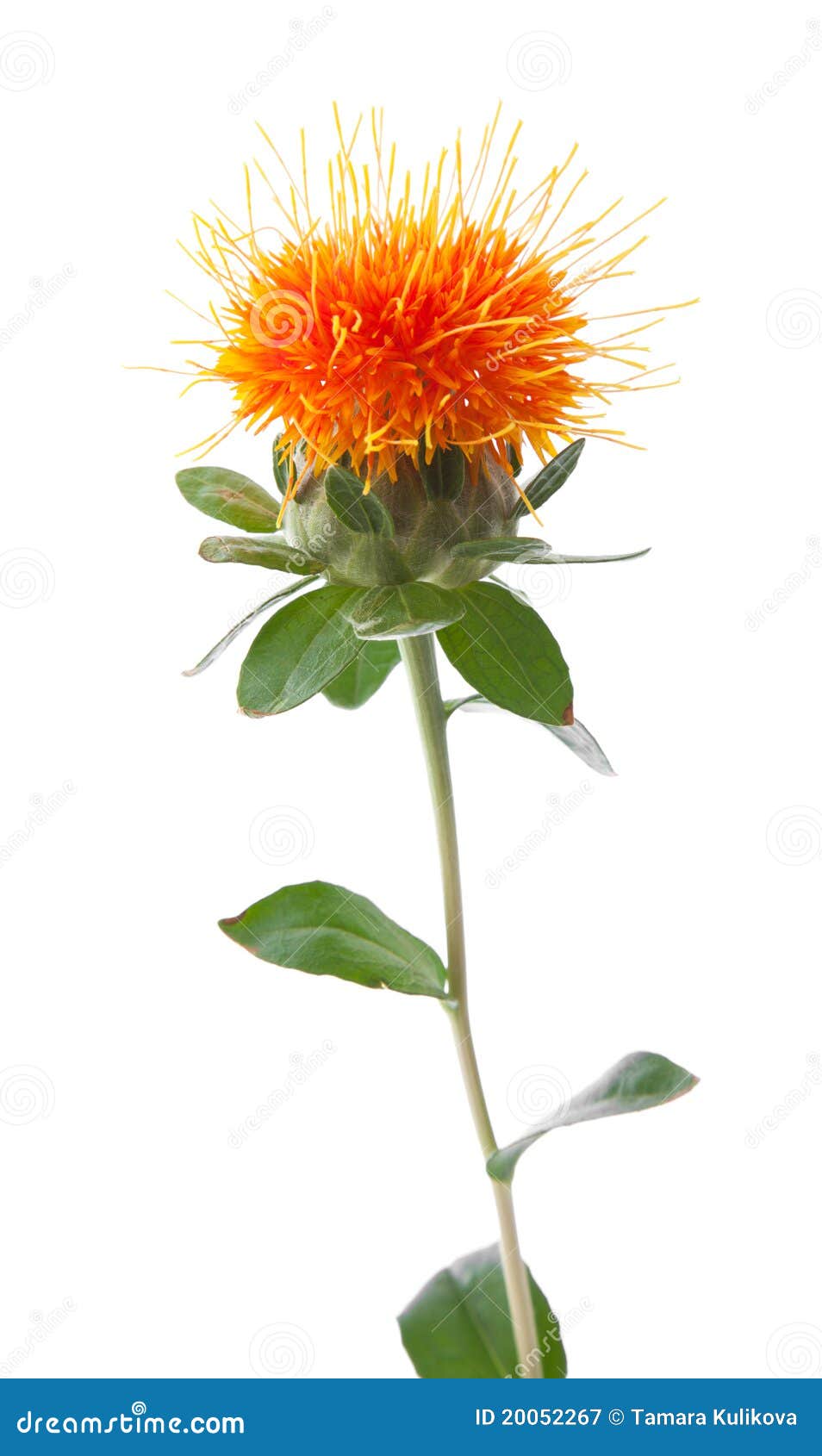 Safflower stock image. Image of carthamus, flower, brigh 20052267