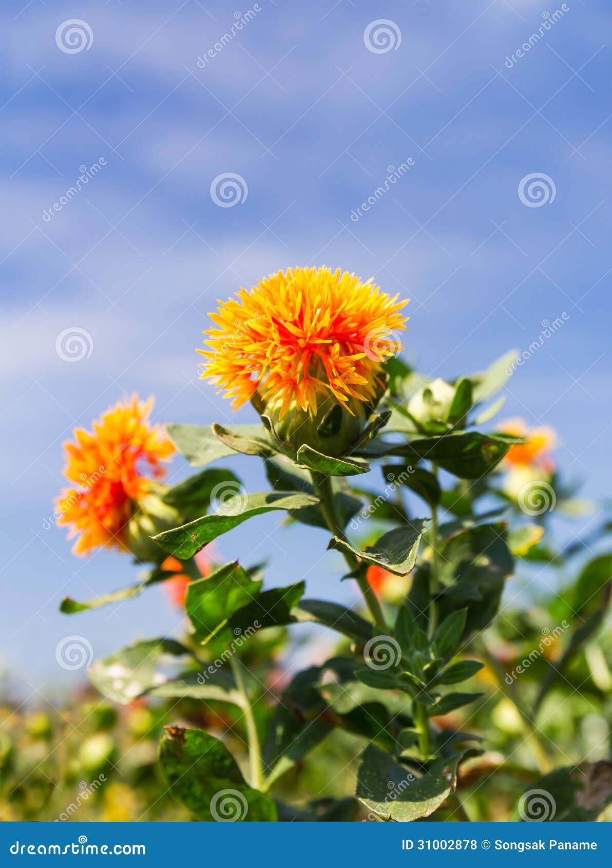 Safflower stock photo. Image of floral, bloom, orange 31002878