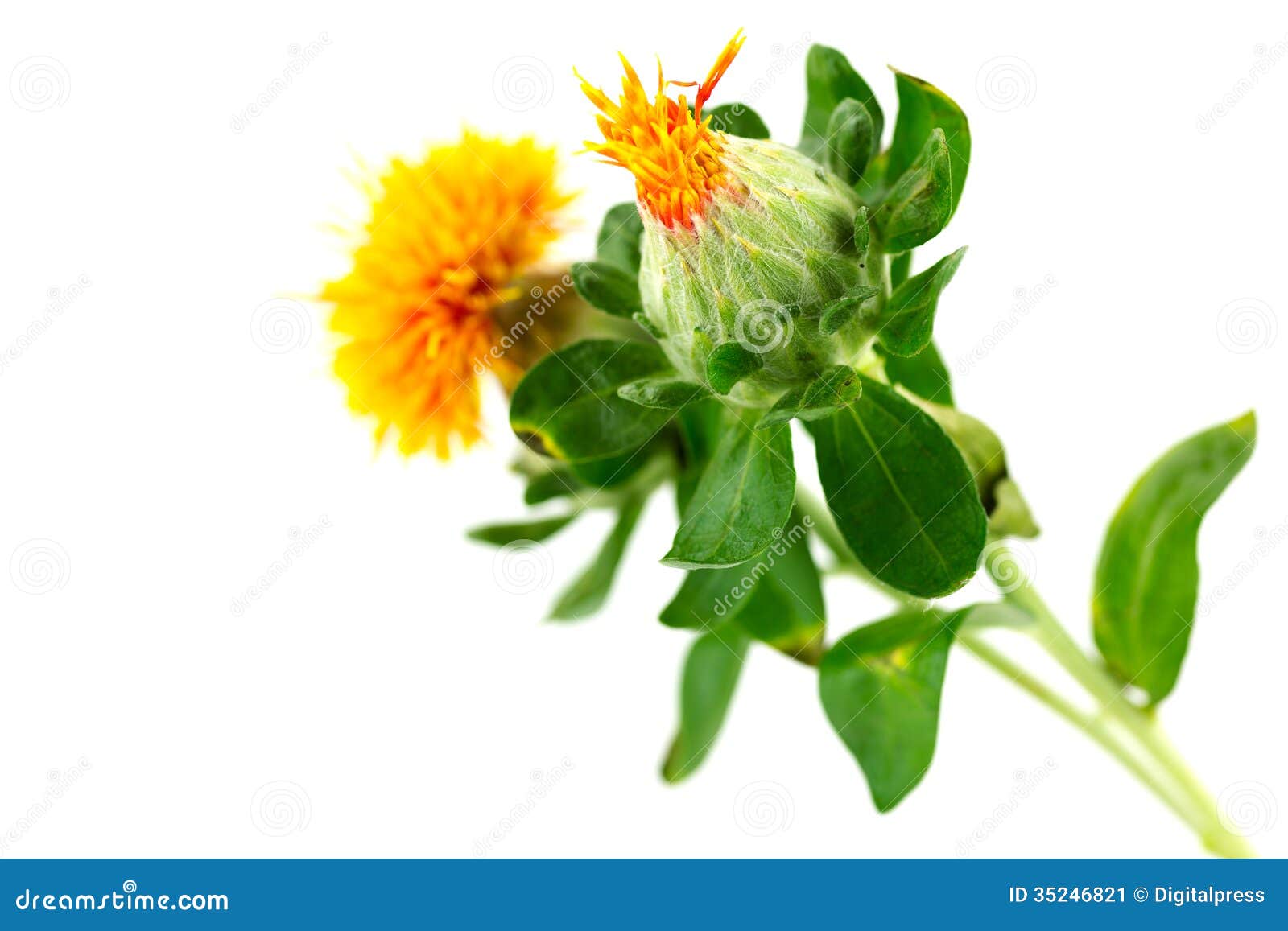 Safflower stock image. Image of blossom, crop, herbaceous 35246821