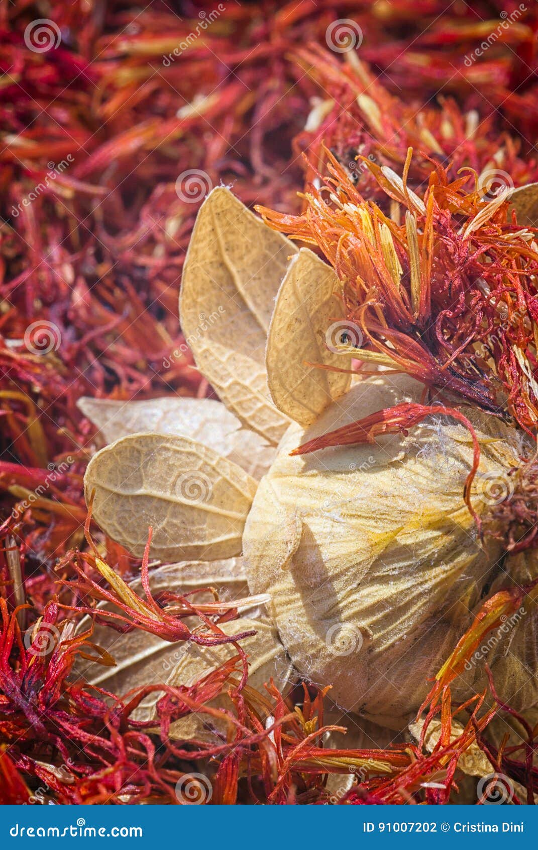 Safflower, False Saffron Carthamus Tinctorius. Stock Photo Image of dried, yellow 91007202