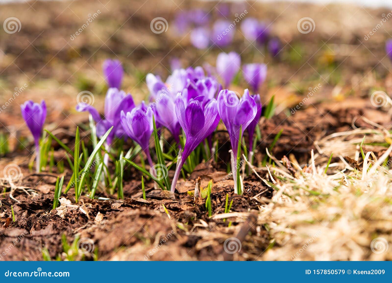 Saffron Blooming Early Spring in the Meadow Stock Image Image of