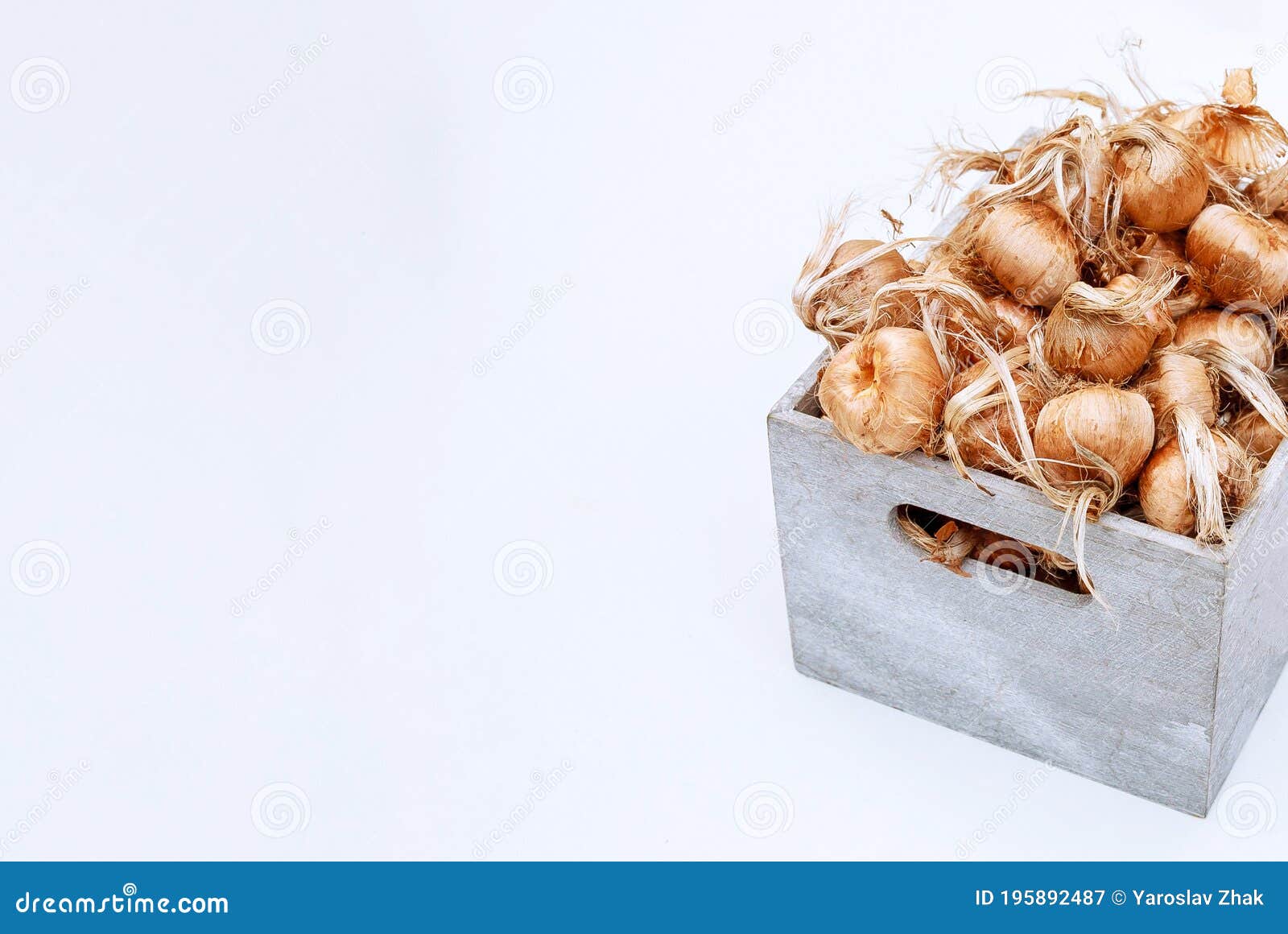 saffron bulbs in a box on a white background. crocus sativus bulbs are prepared for planting. copy space