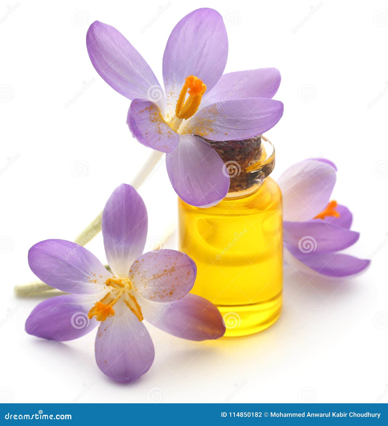 Saffron Crocus Flower with Extract Stock Photo Image of saffron