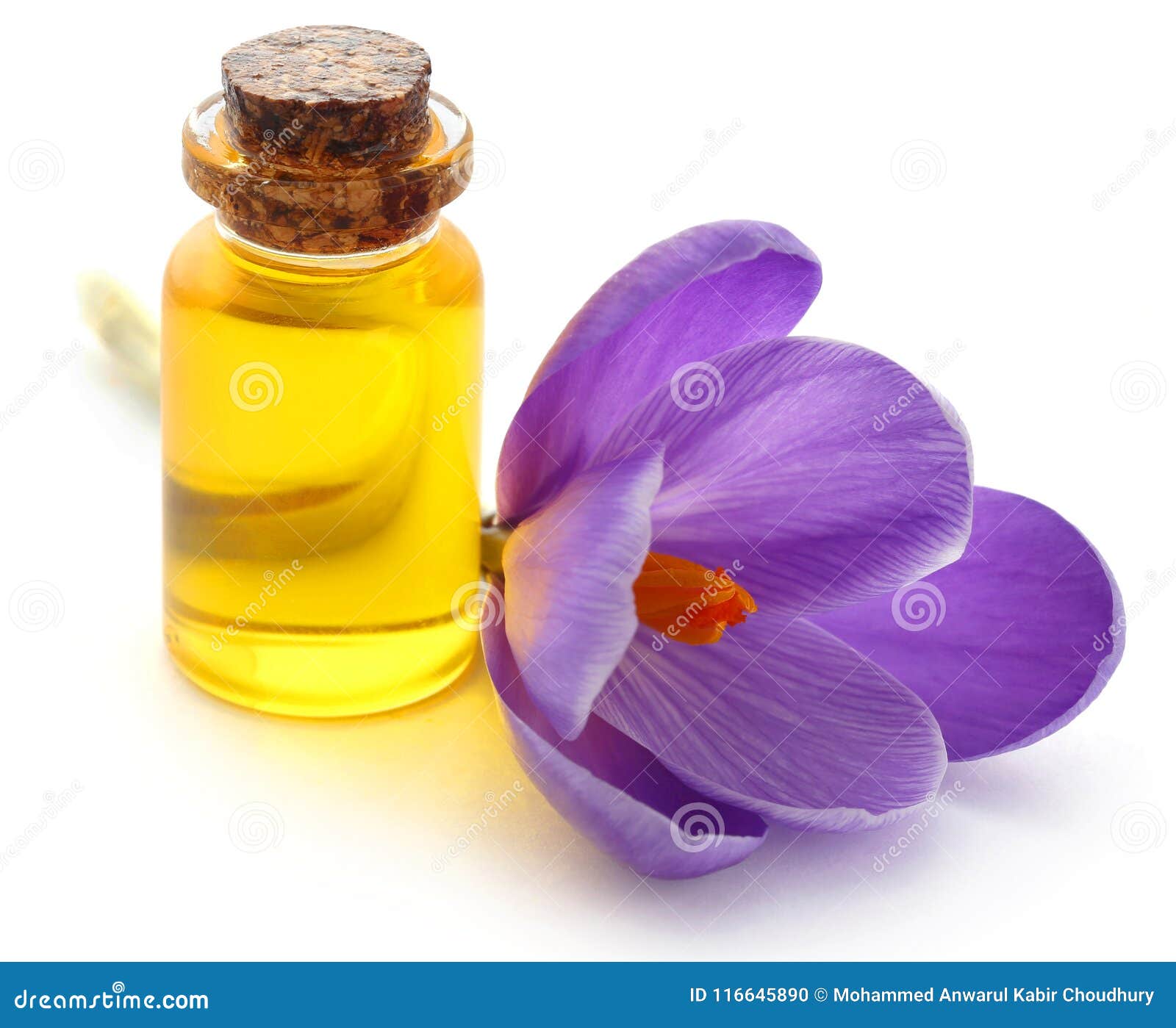 saffron crocus flower with extract
