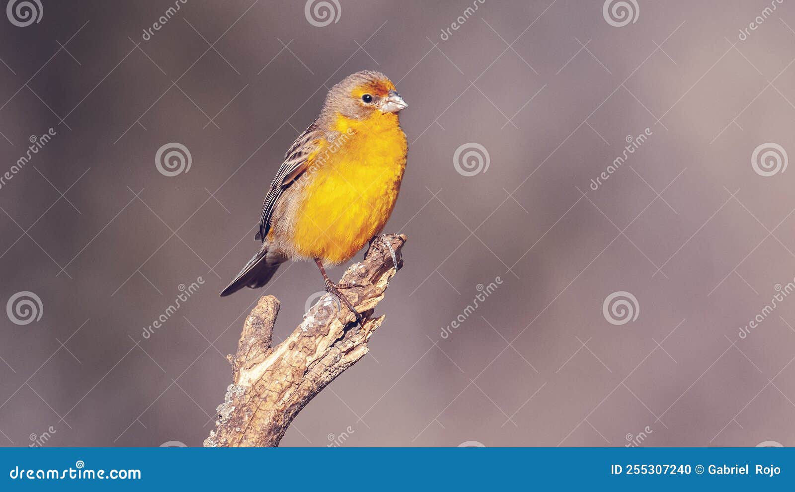 saffron finch ,sicalis flaveola,