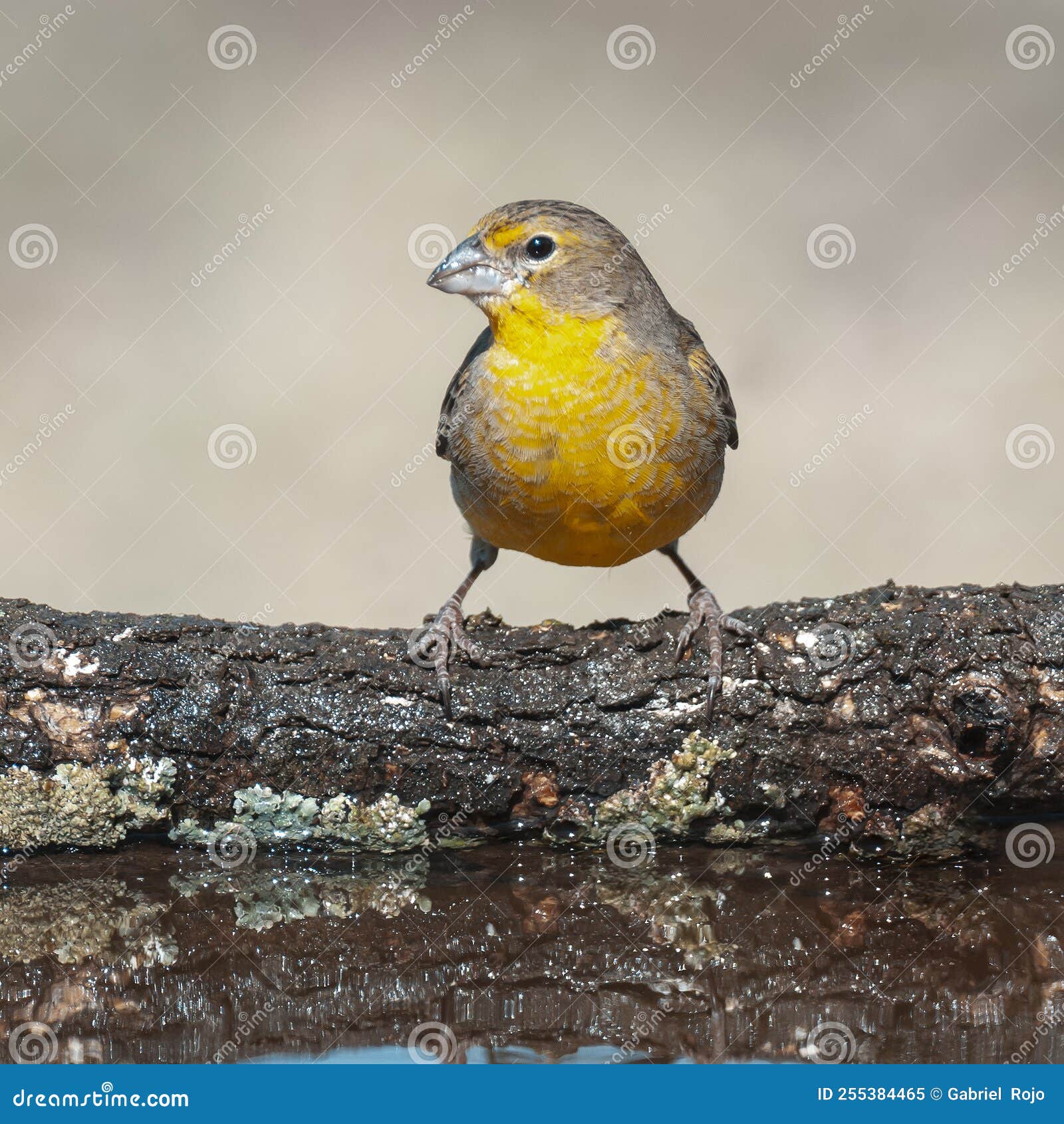 saffron finch ,sicalis flaveola,