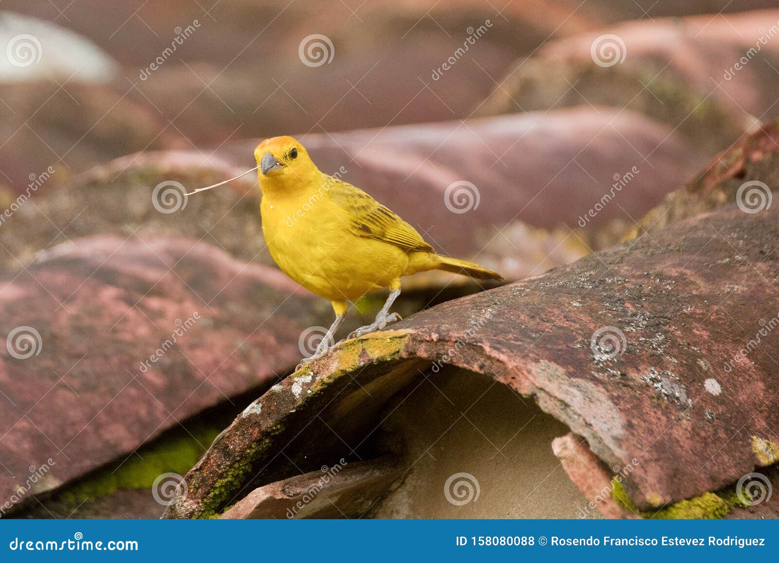 saffron finch sicalis flaveola