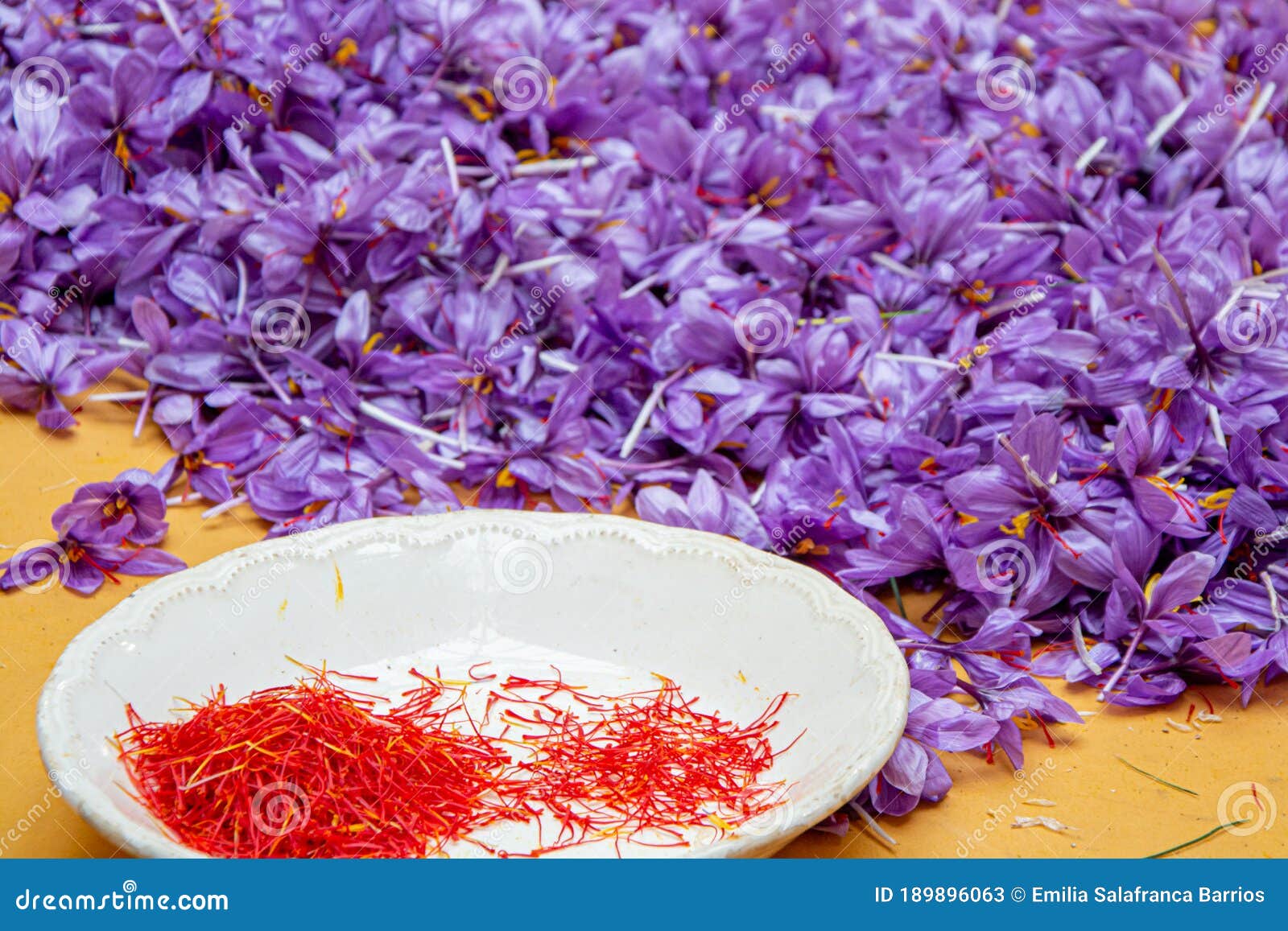 Saffron Flower, Cultivation and Harvest Stock Image Image of violet