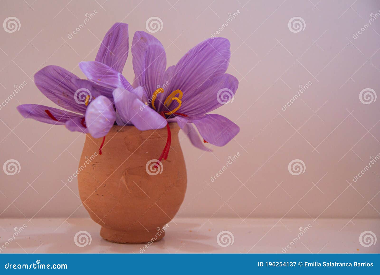 Saffron Flower, Cultivation and Harvest Stock Image Image of autumn