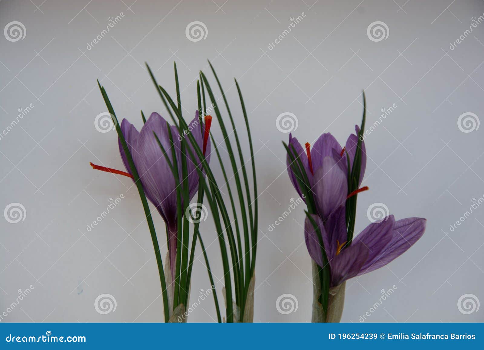 Saffron Flower, Cultivation and Harvest Stock Image Image of purple