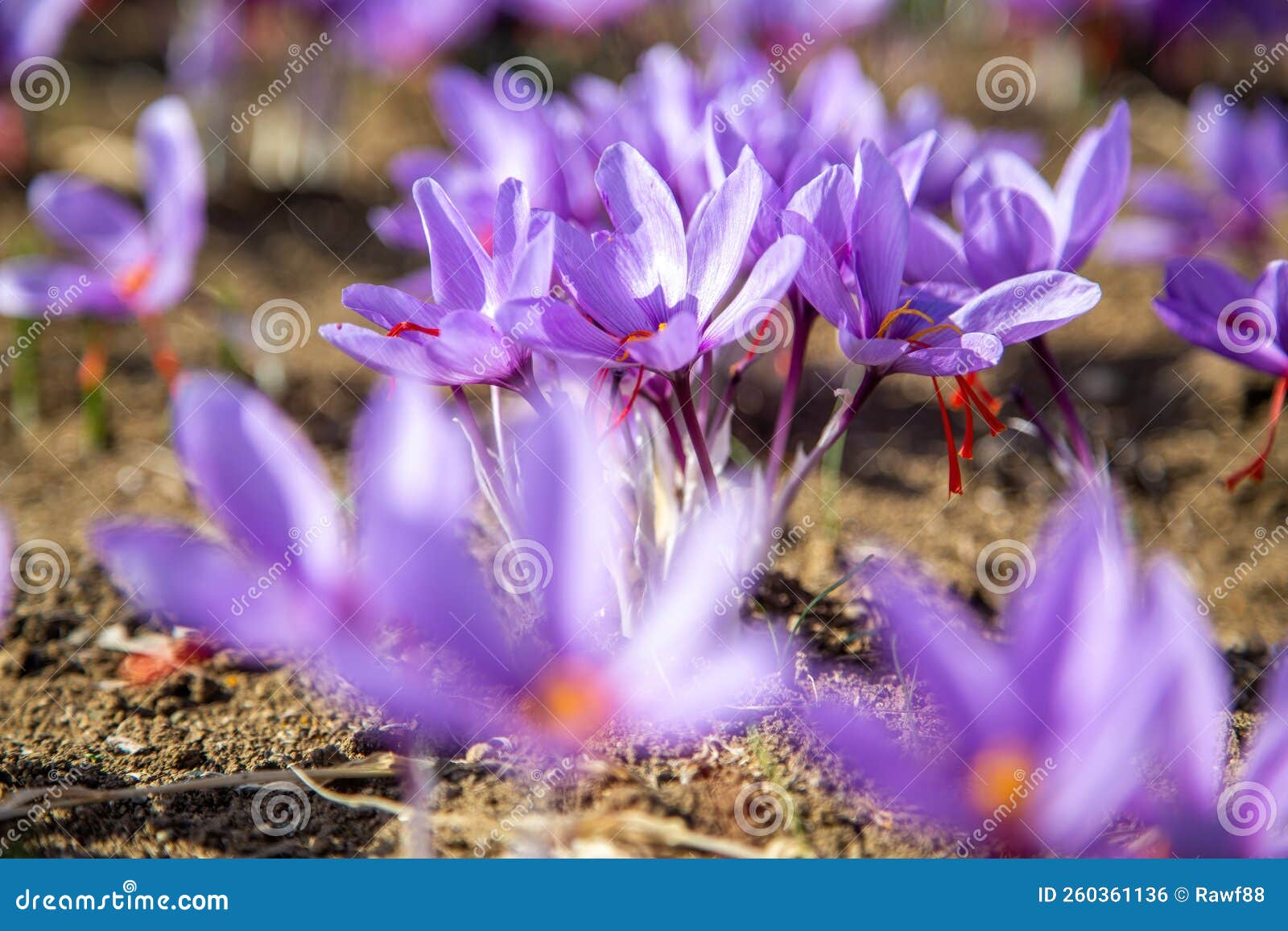 Saffron Flower on Ground, Crocus Purple Blooming Field, Harvest ...