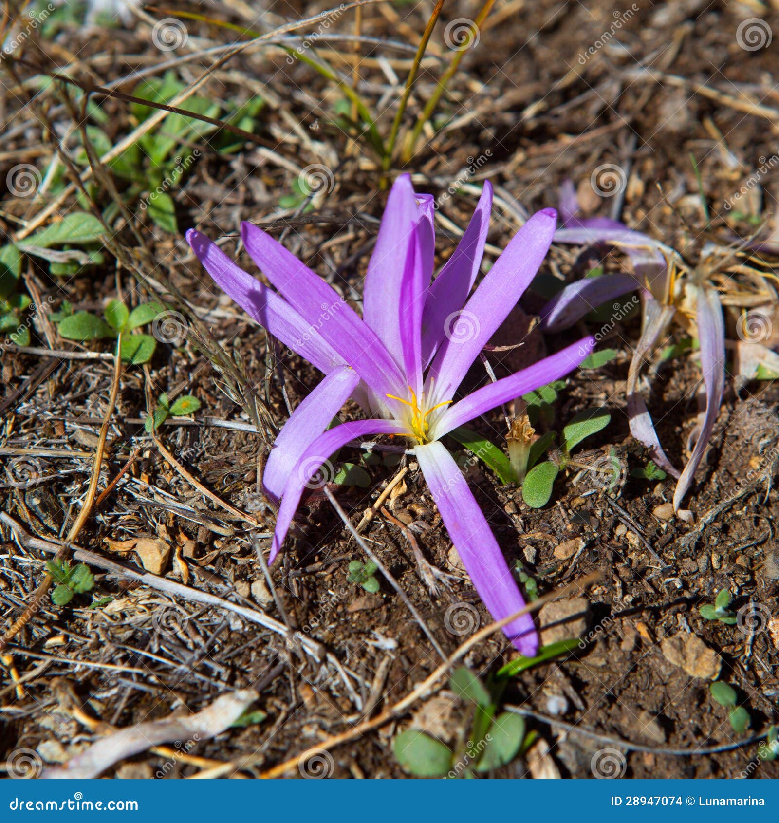 Saffron Flower in Purple and Yellow Colors Stock Photo Image of