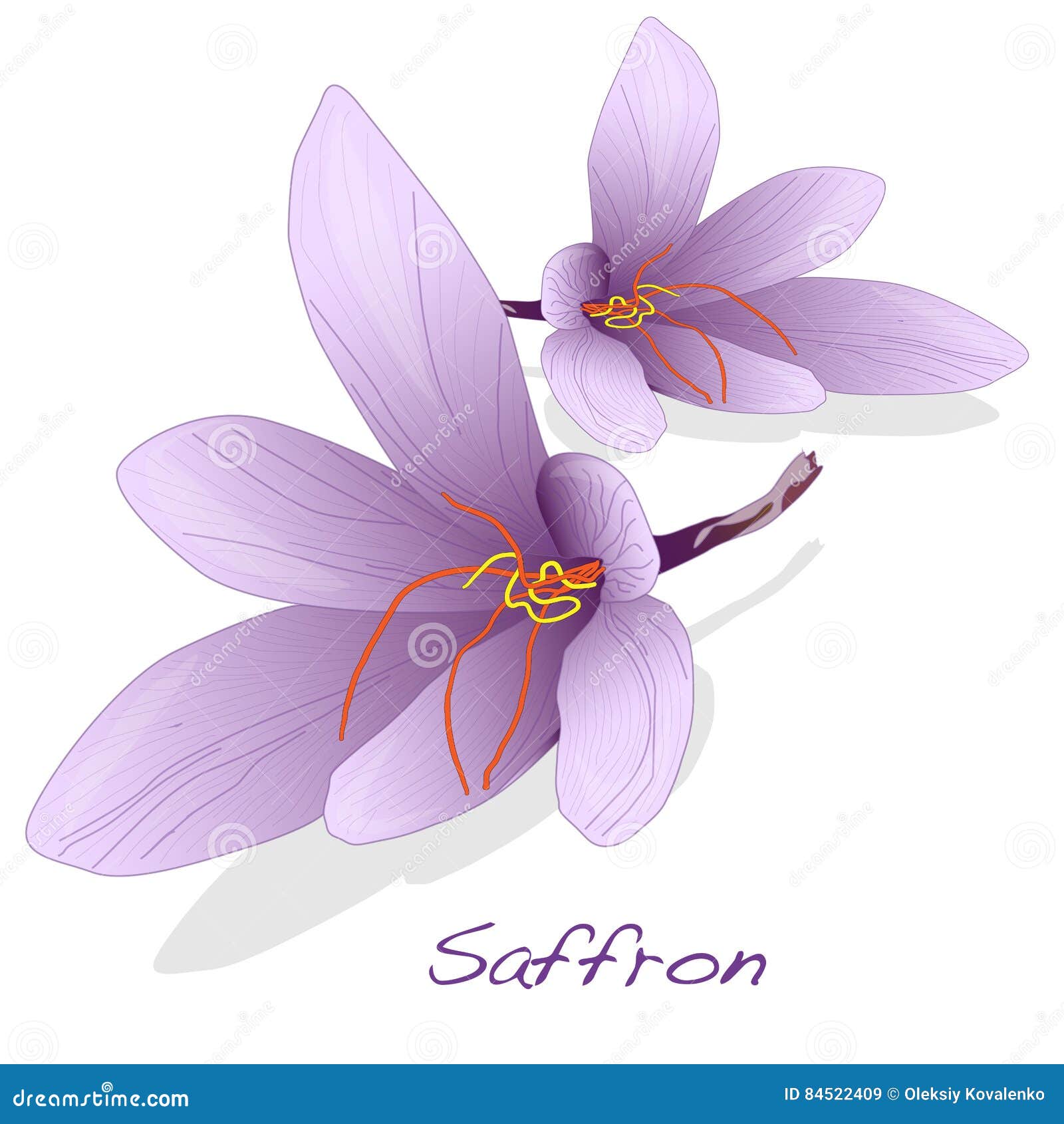 Saffron Flower Set. Vector. Stock Vector Illustration of bloom, food 84522409