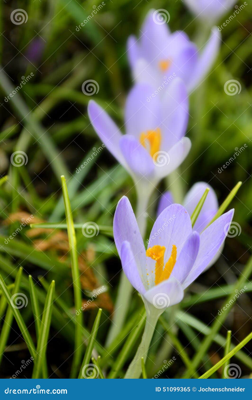 Saffron flower stock image. Image of seasonal, floral 51099365