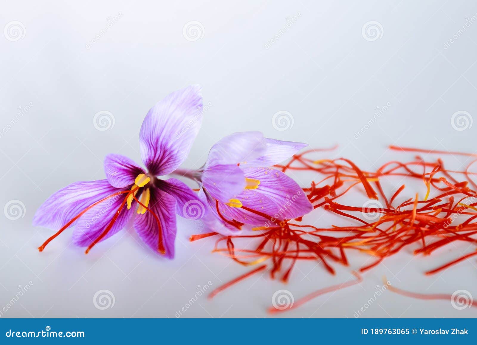 Saffron Flower and Saffron Threads on a White Background Stock Image