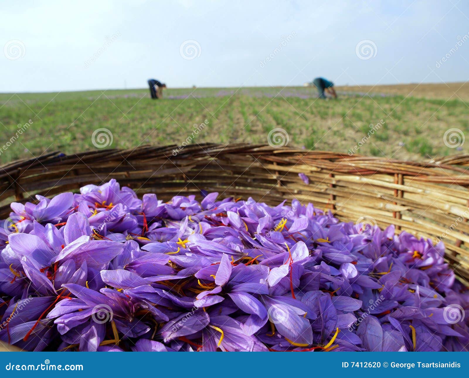 saffron flowers in bloom