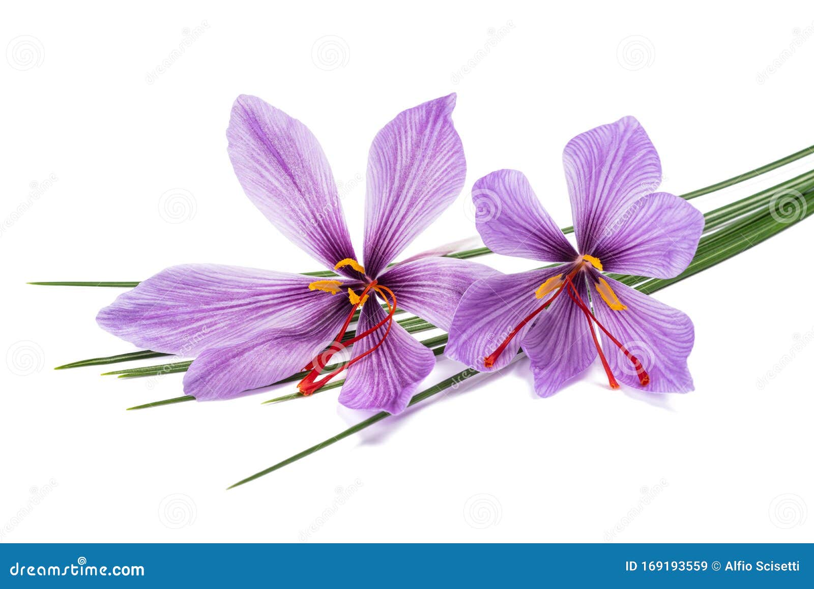 Saffron flowers stock image. Image of aromatic, isolated 169193559