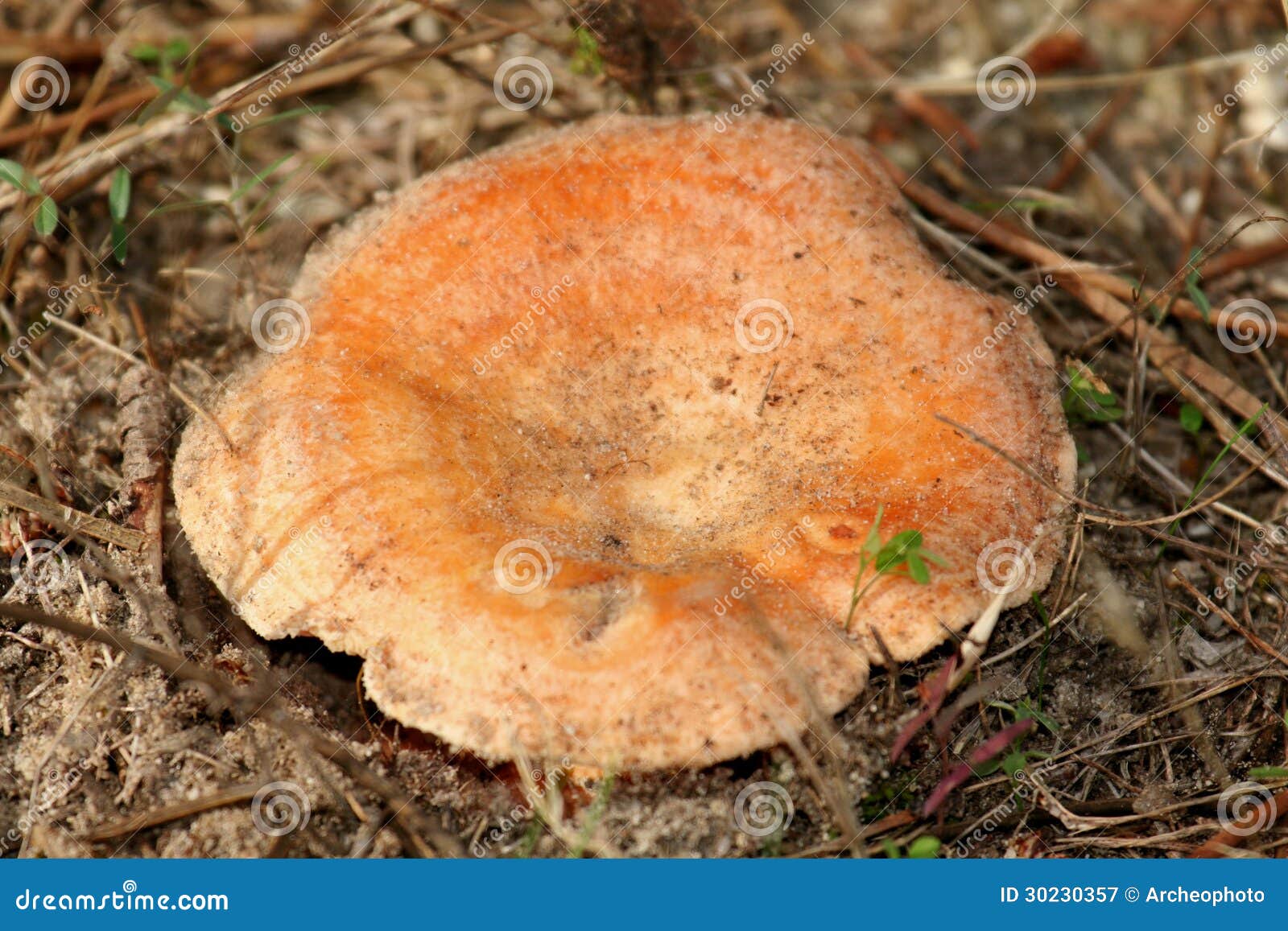 Saffron milk cap stock image. Image of edible, gastronomy 30230357