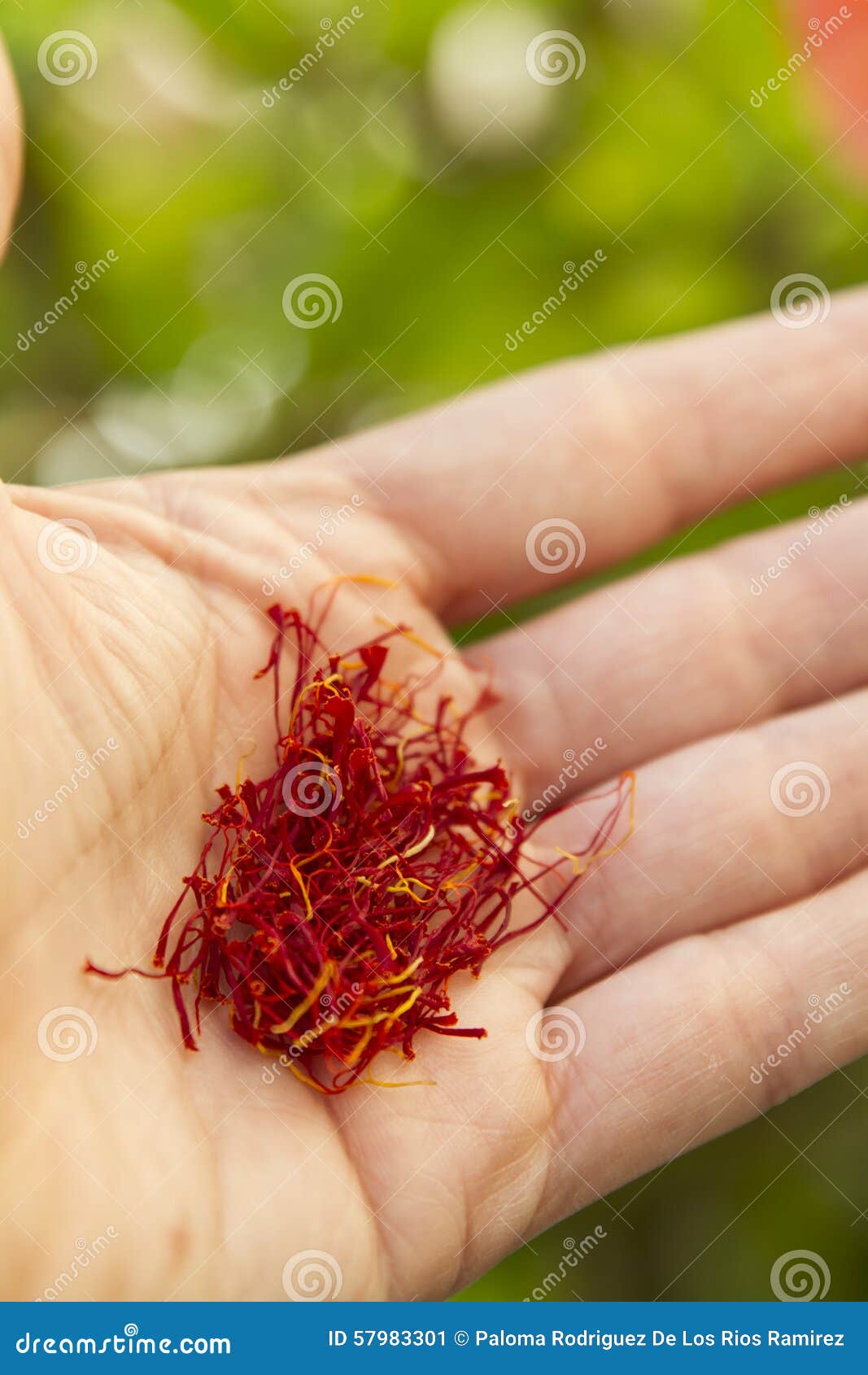 Saffron stock image. Image of seasoning, flavor, dried 57983301