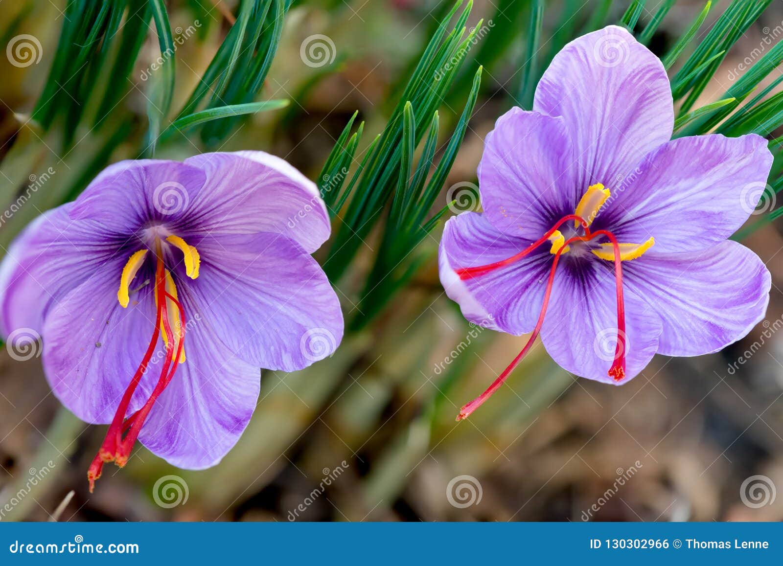 saffron is a spice derived from the flower of crocus sativus.