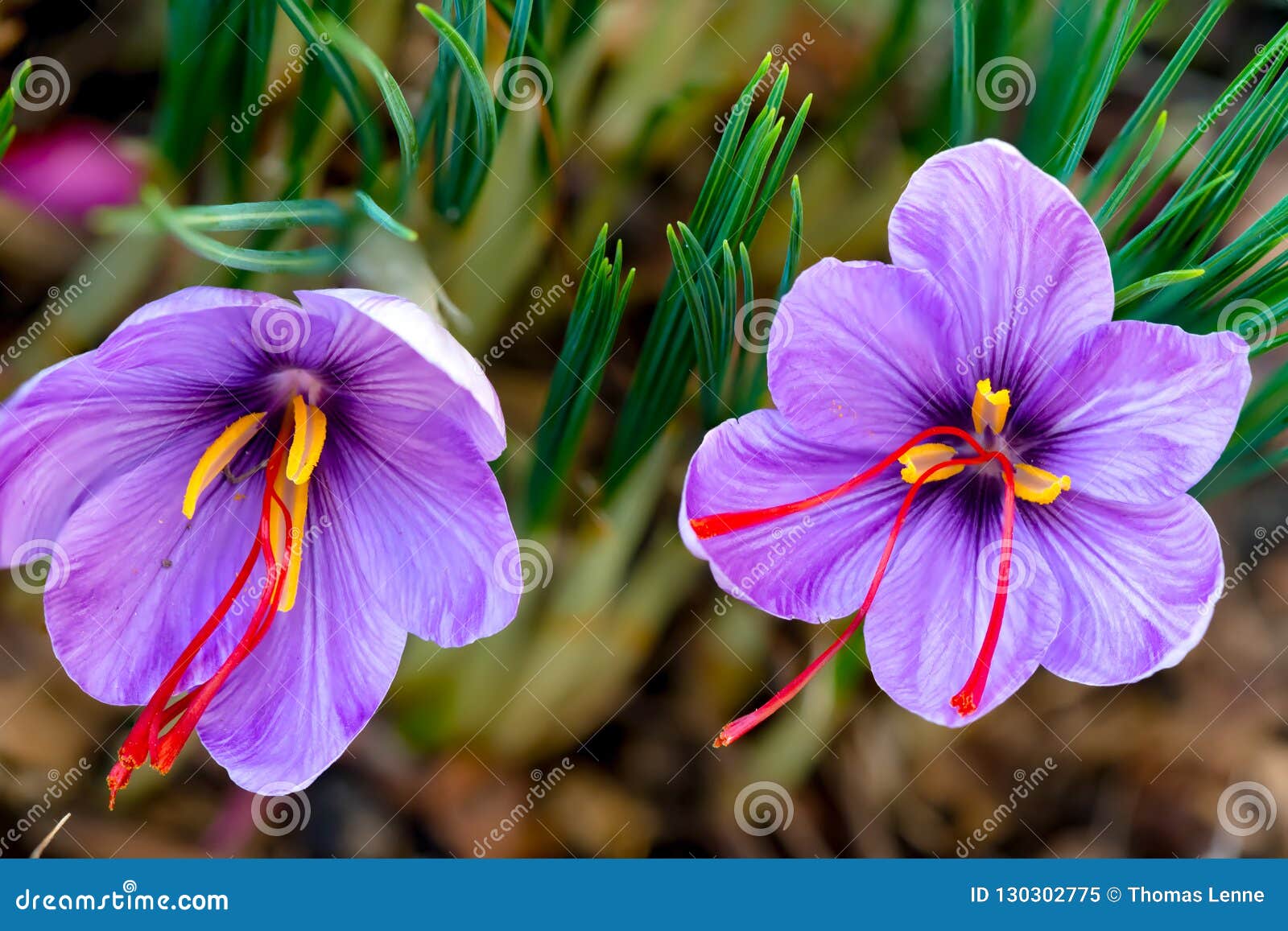 saffron is a spice derived from the flower of crocus sativus.