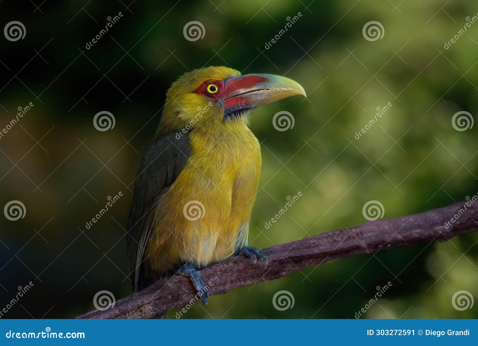 Saffron bird stock image. Image of birds, eating 303272591