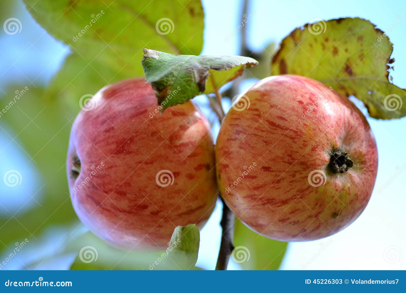 Saftiger Roter Apfel Zwei Schön Stockbild - Bild von gruppe, schön ... Saftiger Roter Apfel Zwei Schön Stockbild - Bild von gruppe, schön ...