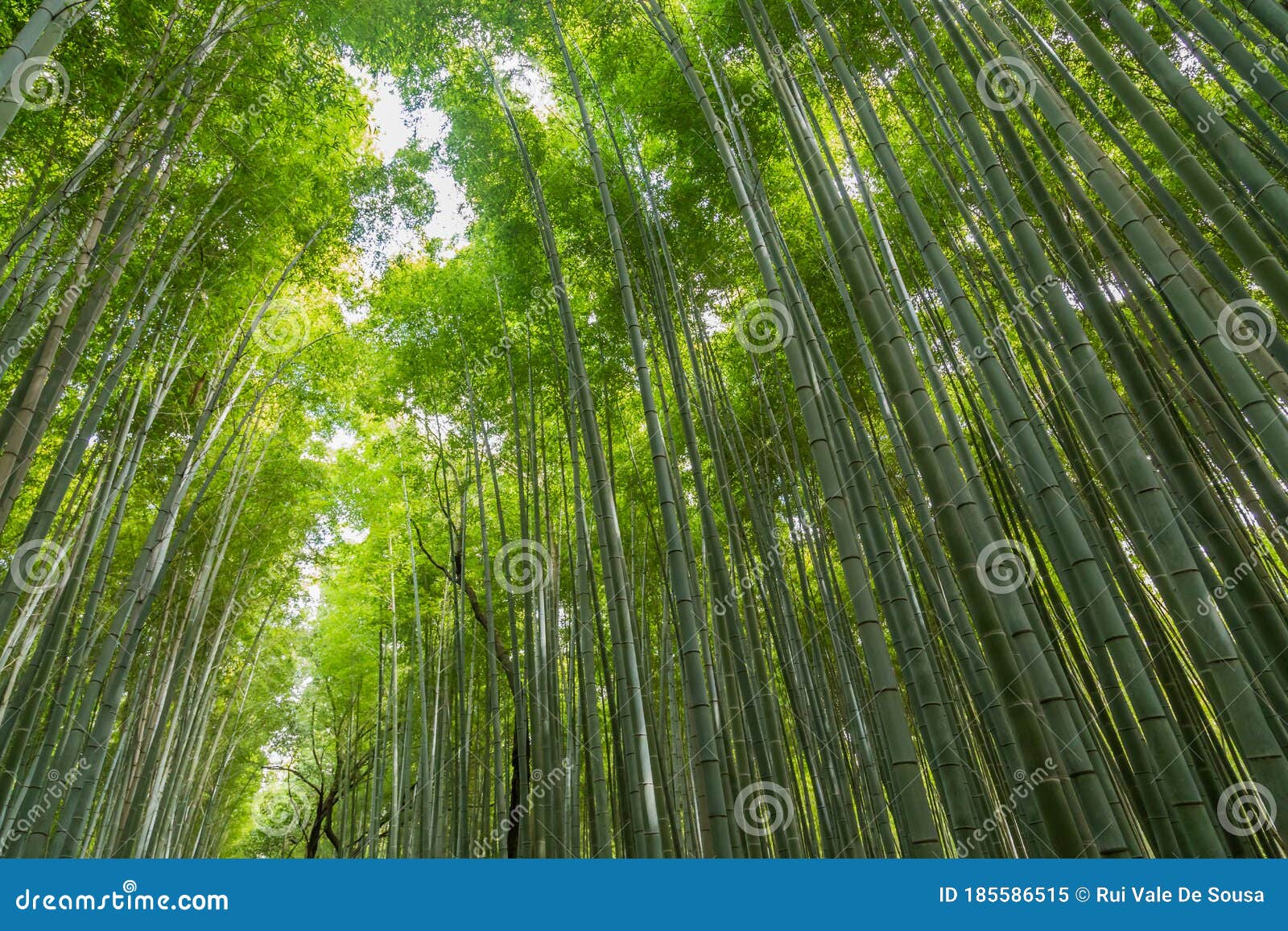 sagano bamboo forest