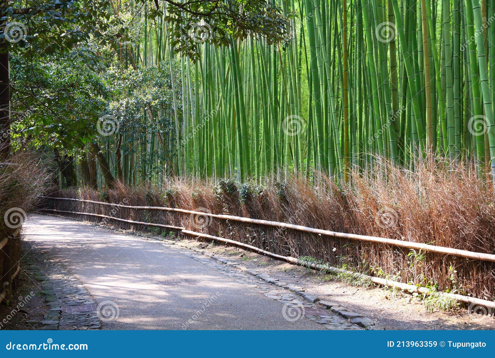 sagano bamboo forest in kyoto