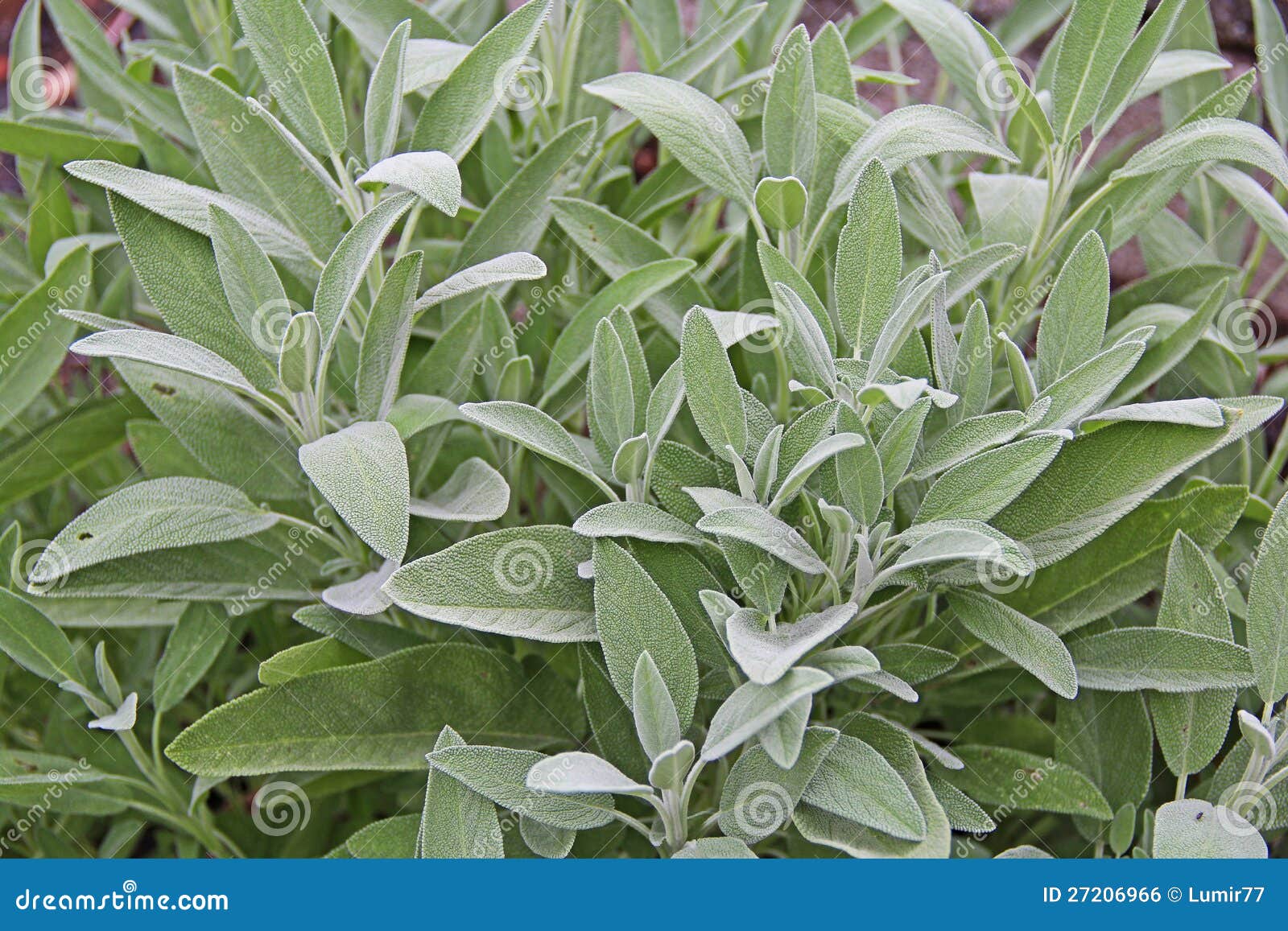 Sage stock photo. Image of sage, green, garden, vegetable 27206966