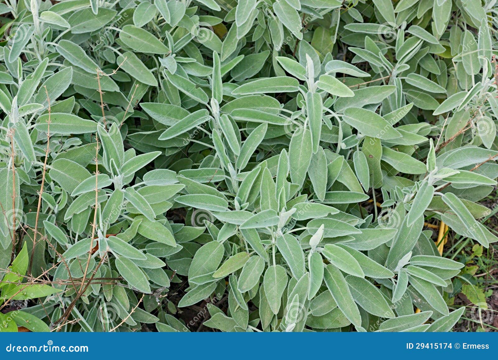 Sage stock photo. Image of leaves, diet, sage, leaf, officinalis 29415174
