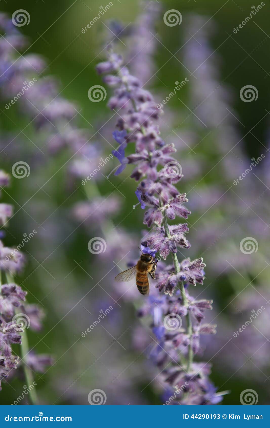 Sage Bee stock image. Image of blossom, focus, flower 44290193