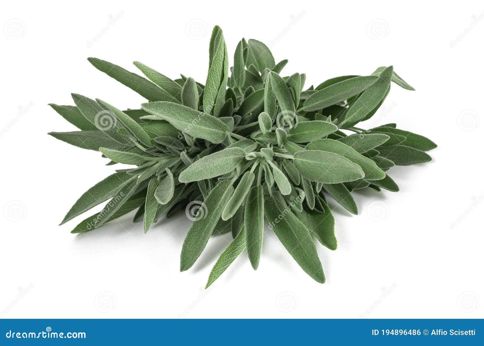 Sage bunch stock photo. Image of officinalis, sprig 194896486