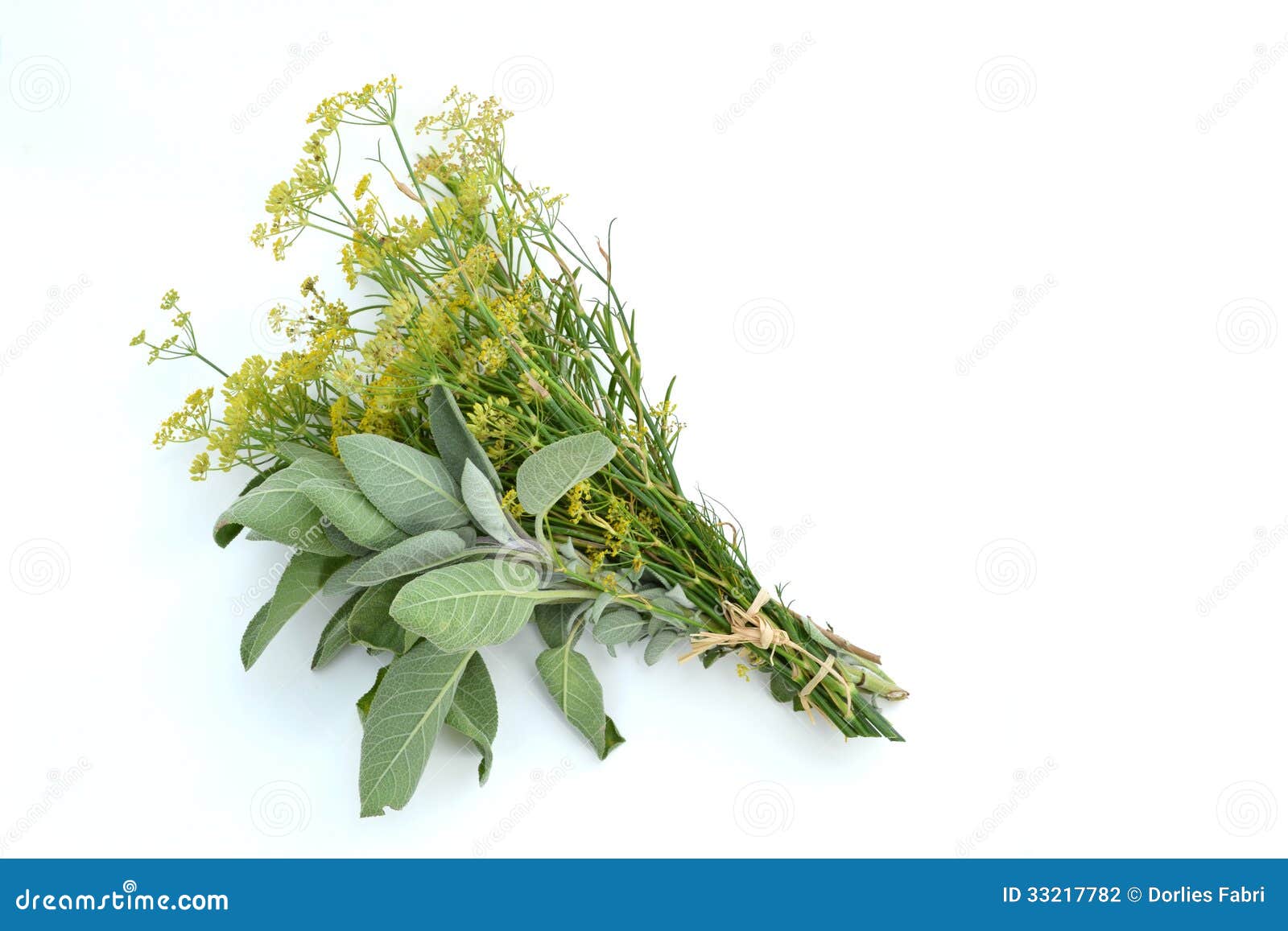 Sage with fennel stock photo. Image of yellow, sage, white - 33217782