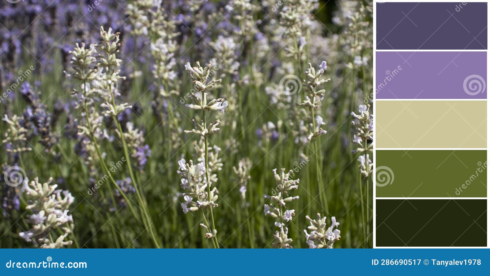 Sage Flower Swatch Color Palette Stock Image Image of outdoor, plant